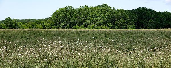 weeds-email